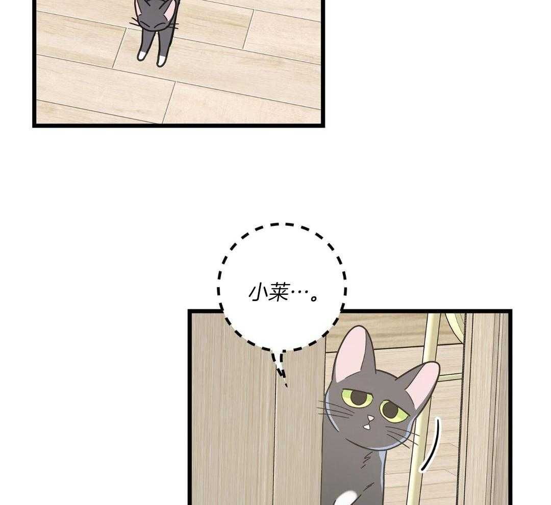 我唯一的猫猫漫画免费车漫画,第43话4图